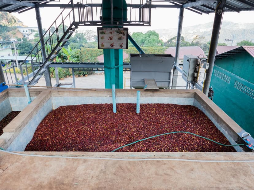 Coffee Processing Facility