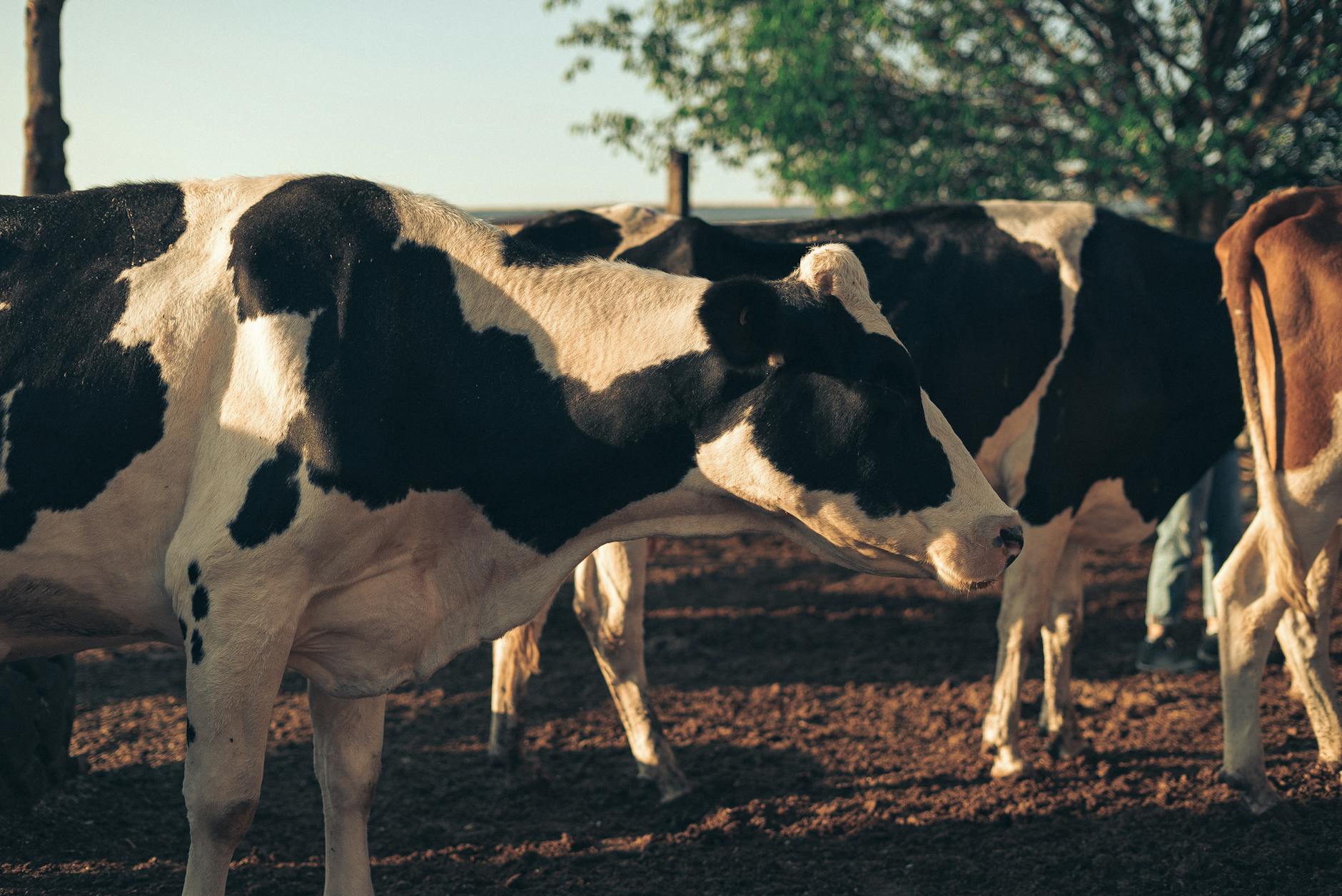 Dairy Value Chain